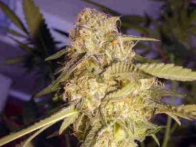 ReCon Samen > DNA Genetics | Feminisierte Hanfsamen  |  Indica